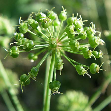 Cicuta virosa \ Wasserschierling / Cowbane, Water Hemlock; D Leimersheim 10.7.08