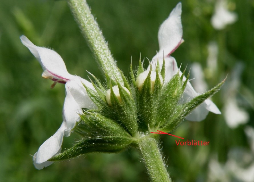 http://www.mittelmeerflora.de/Zweikeim/Lamiaceae/17665_ccc76059_tp.jpg